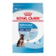 grand chiot 17 lb 7.72 kg ROYAL CANIN Nourritures sèches