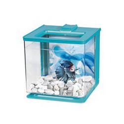 Promo - Avril - Aq EZCare MA betta, 2,5L (0,7gal),bleu MARINA Aquariums équipés