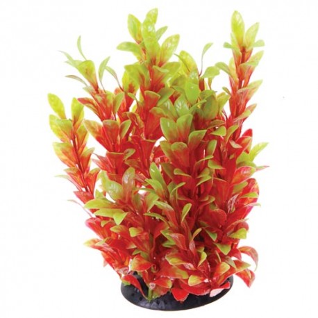 "Red Ludwigia - 12"""