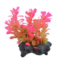 "Red Moneywort - 3"""