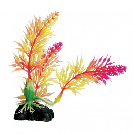 "Pink Egeria - 4.5"""