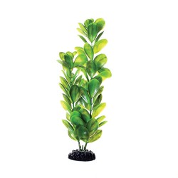 "Green Bacopa - 12"""