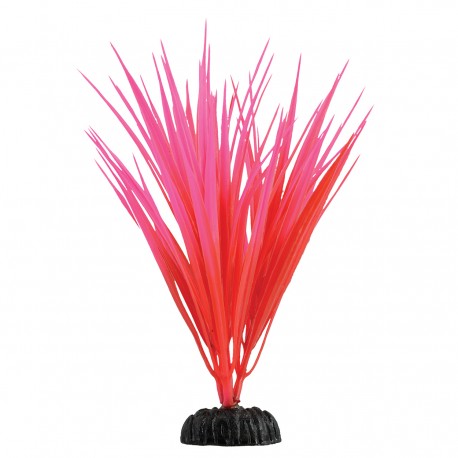 "Rose Nile Grass - 7.5"""