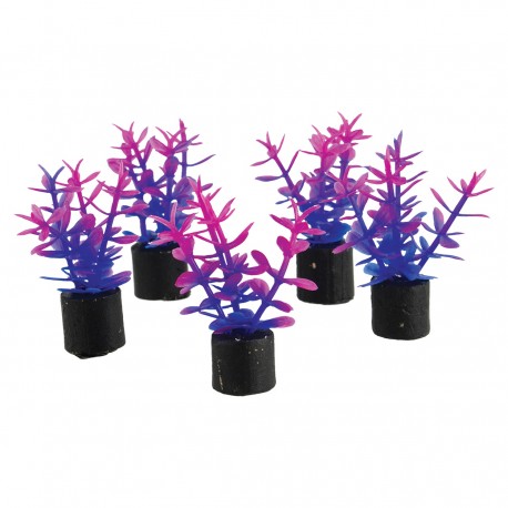 "Mini Plant - Violet - 1.5"" - 5 pk"