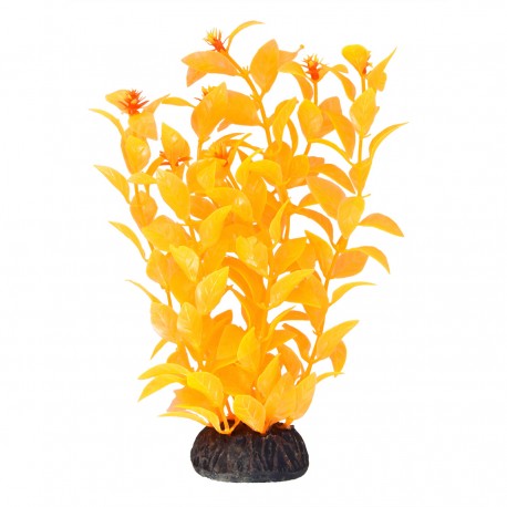 "Ludwigia - Orange - 8"""