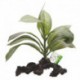 Tige d¿anubias FL, 17 cm (7 po)/Racines FLUVAL Artificial Plants