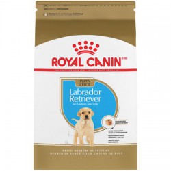 Labrador Retriever Puppy / Labrador Retriever Chio ROYAL CANIN Dry Food