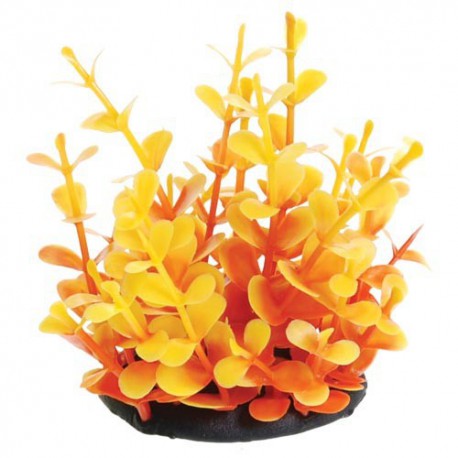 UT Orange Moneywort 2,5 UNDERWATER TREASURES Decorations aquarium
