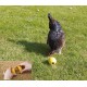 Savic jouet poule  chicken fun  SAVIC Toys